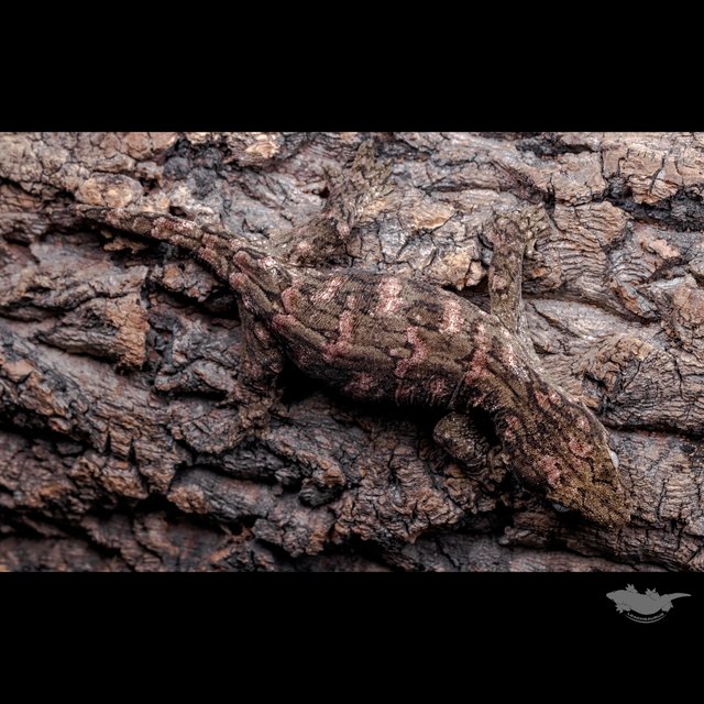 하이 컬러 브로쓰 카나와