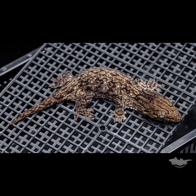 GT 코기스 트로거