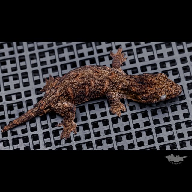 Leapin Leachies Troeger Het melanistic Red bar Darth maul