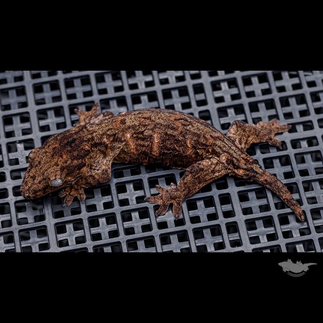Leapin Leachies Troeger Het melanistic Red bar Darth maul