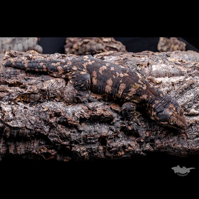 하키토 헷 멜라니스틱