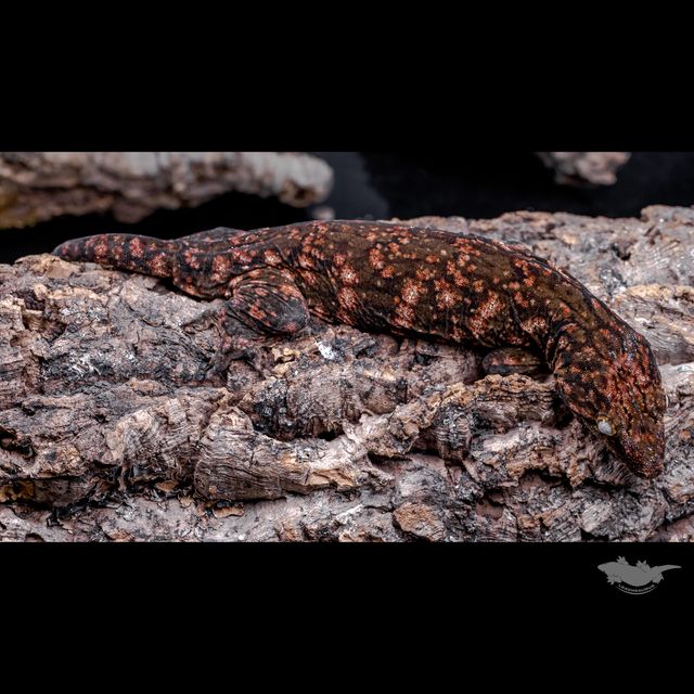 GT 리핀리치스 다스몰 하키토 레드바 헷 멜라니스틱