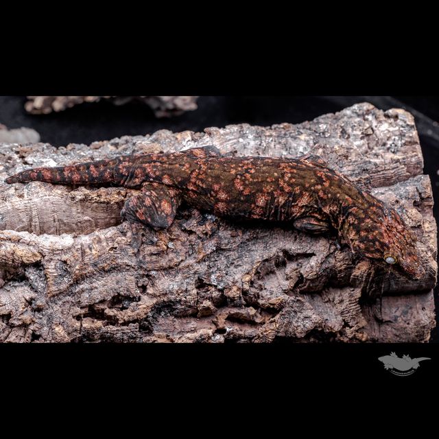 GT 리핀리치스 다스몰 하키토 레드바 헷 멜라니스틱