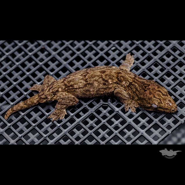 다스몰 헷 멜라니스틱