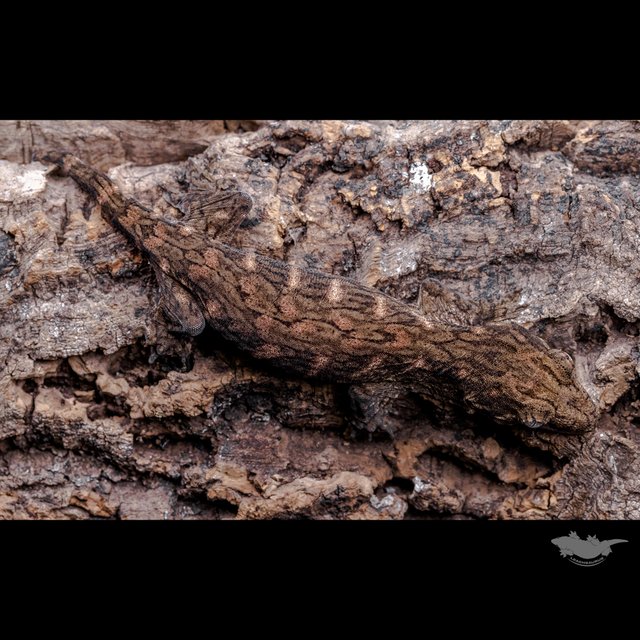 GT Red bar Het melanistic Koghis Friedel