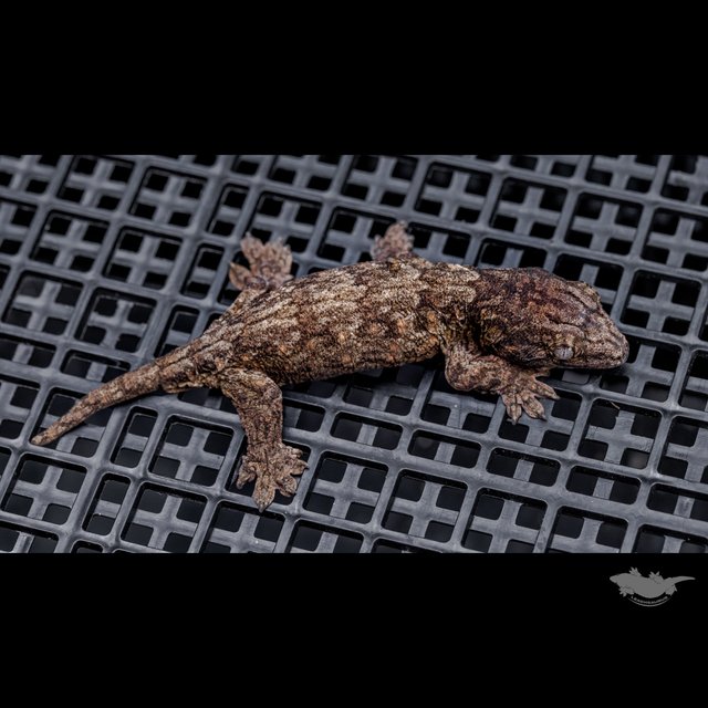 High color Canawa Het melanistic