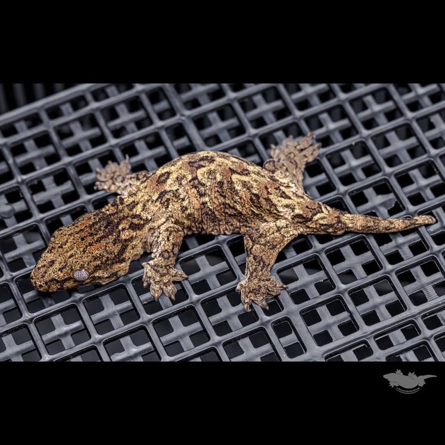 하이 컬러 브로쓰 카나와