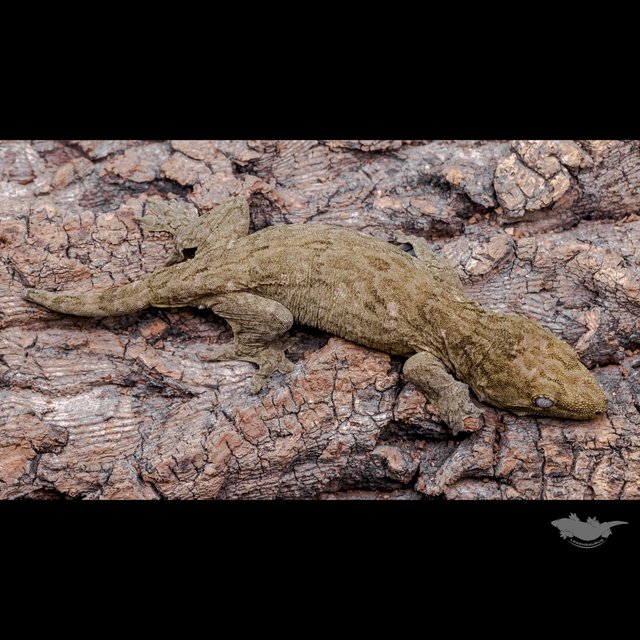 Darth maul Het melanistic