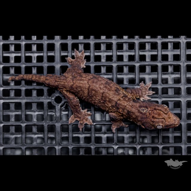 GT Darth maul Type A Koghis Melanistic