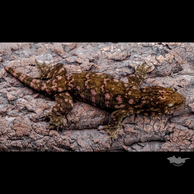 Het melanistic Darth maul