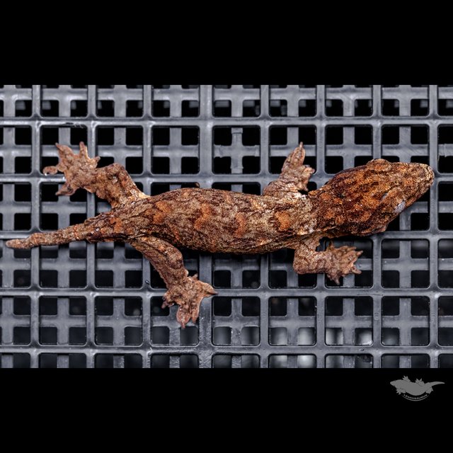 High color Het melanistic