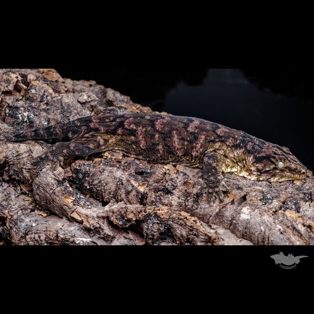 하이 컬러 멜라니스틱