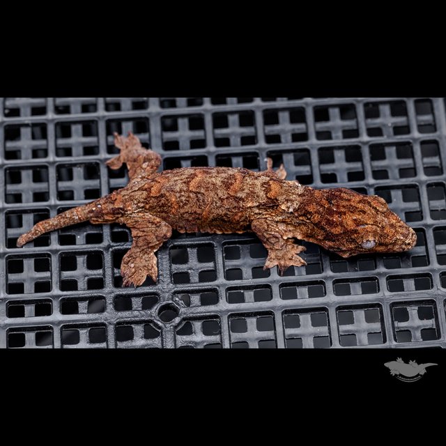 High color Het melanistic