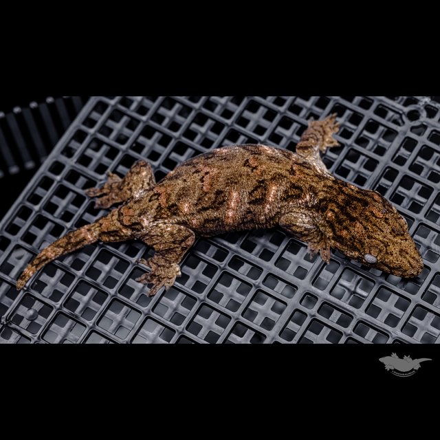 Brosse Canawa High color