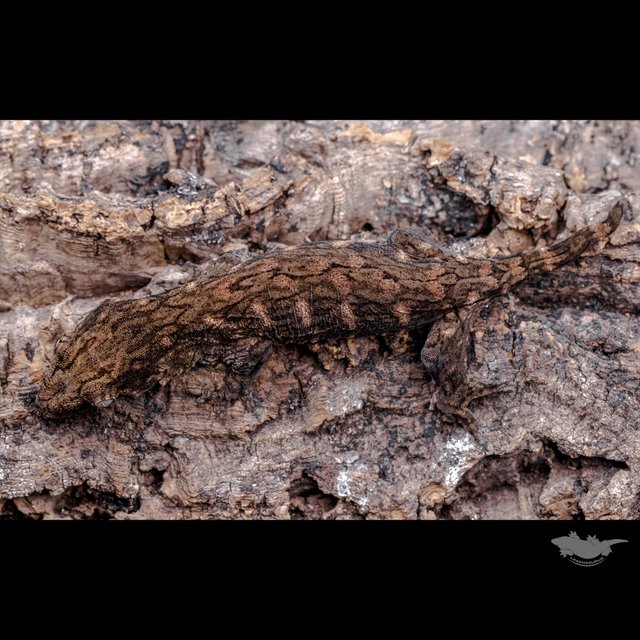 GT Red bar Het melanistic Koghis Friedel