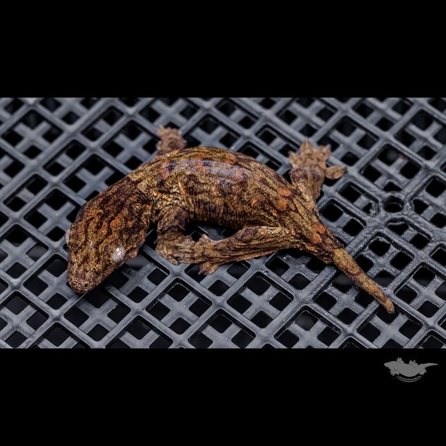 High color Canawa Het melanistic