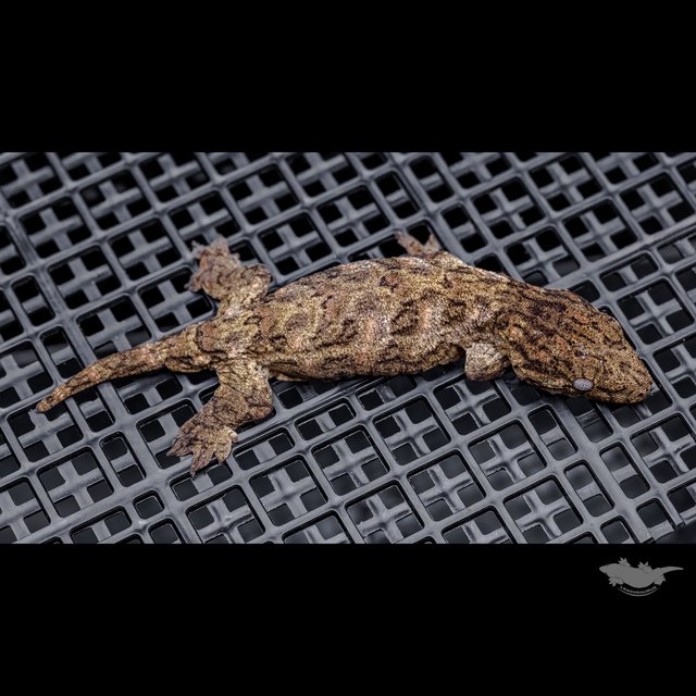 High color Brosse Canawa