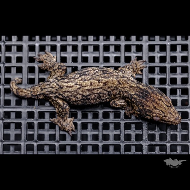 GT 코기스 트로거