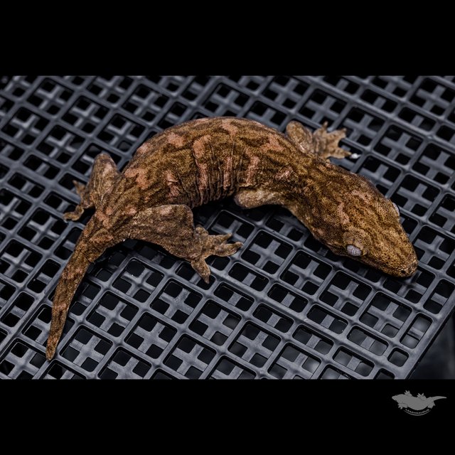 Het melanistic Darth maul