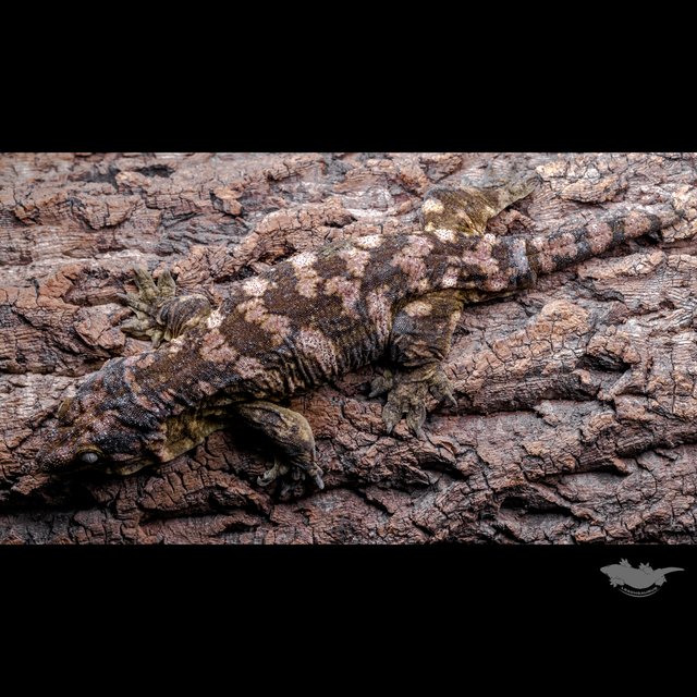 Het melanistic Koghis Friedel GT