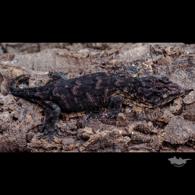 High color Melanistic