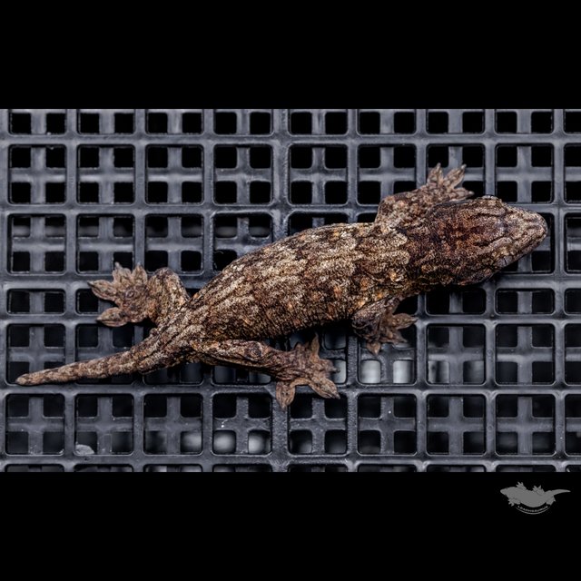 High color Canawa Het melanistic