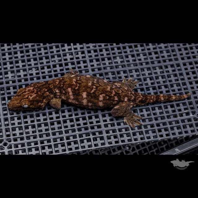 Het melanistic Darth maul
