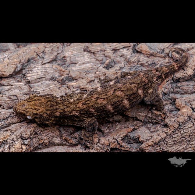 GT 코기스 프리델 헷 멜라니스틱 레드바