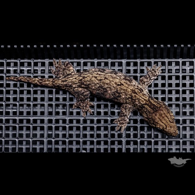 GT 코기스 트로거