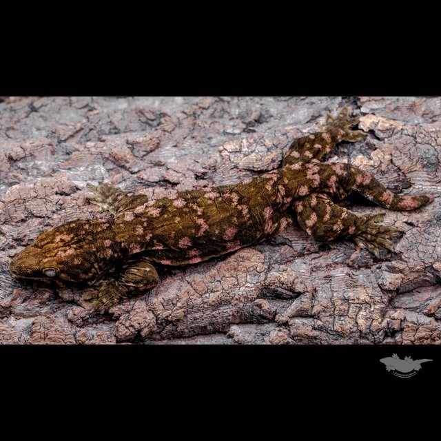 Het melanistic Darth maul