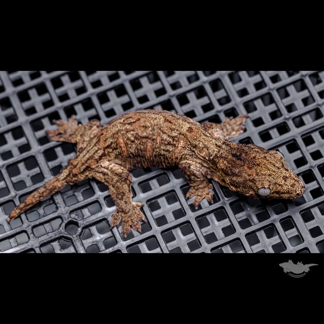 Red bar Darth maul Troeger Het melanistic Leapin Leachies