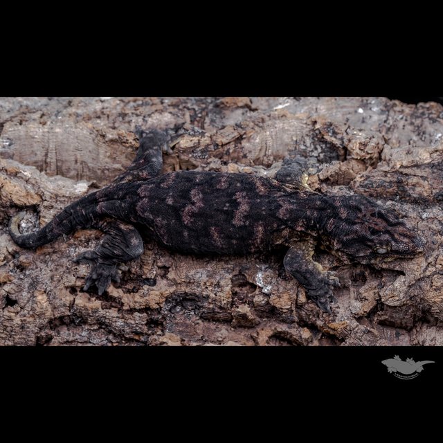 High color Melanistic