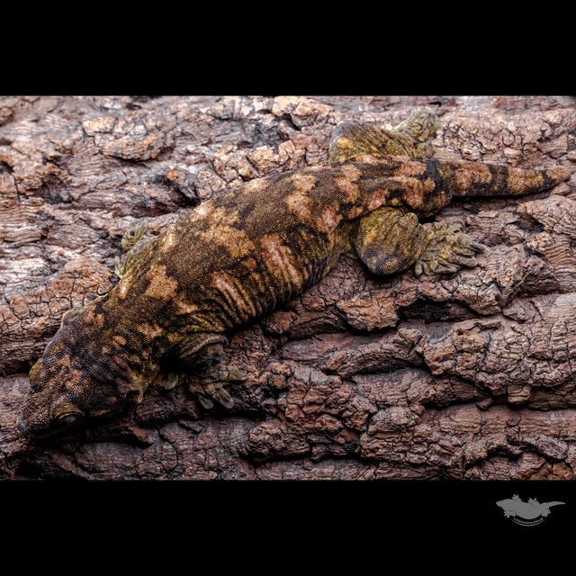 리핀리치스 하이 컬러 브로쓰