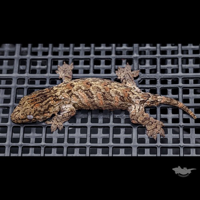 하이 컬러 브로쓰 카나와