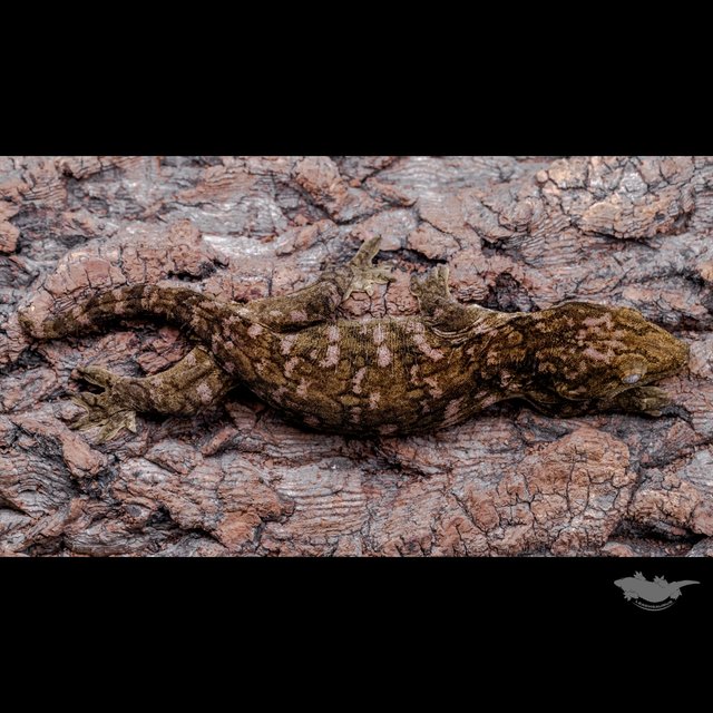 Het melanistic Darth maul