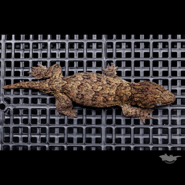 Canawa High color Brosse