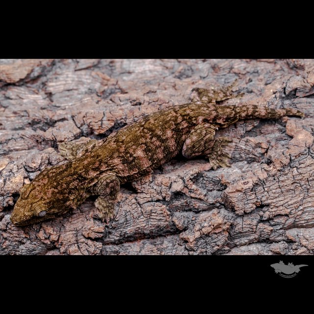 리핀리치스 다스몰 헷 멜라니스틱