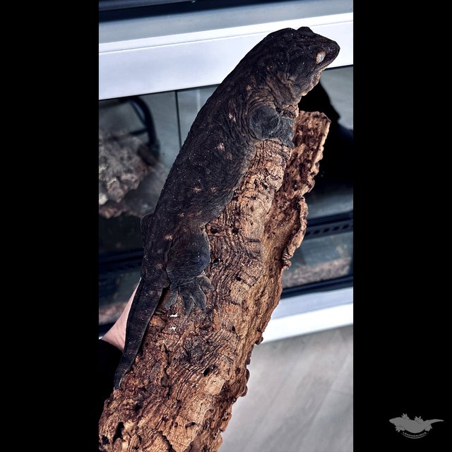 Darth maul Melanistic Leapin Leachies