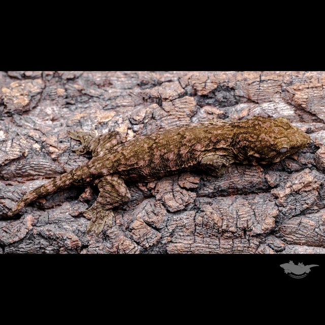 리핀리치스 다스몰 헷 멜라니스틱