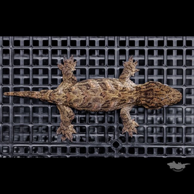 High color Brosse Canawa