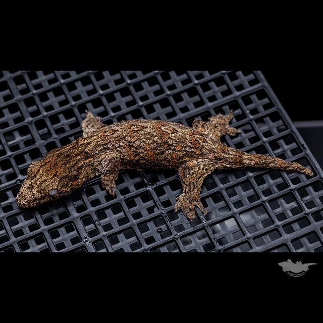 트루 컬러 누아나