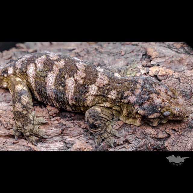 Het melanistic Koghis Friedel GT