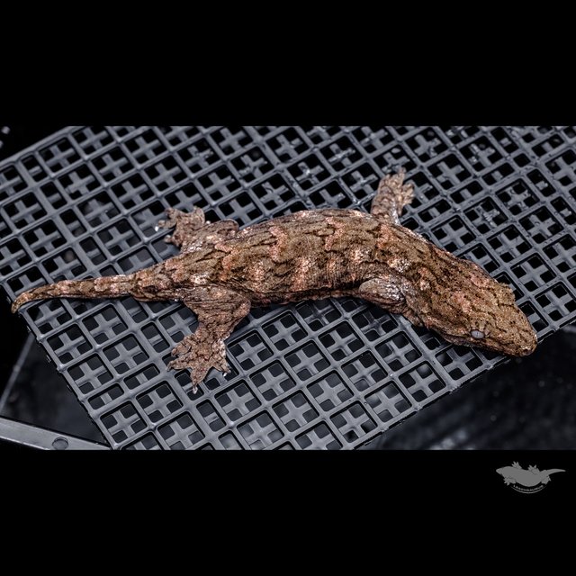 하이 컬러 브로쓰 카나와