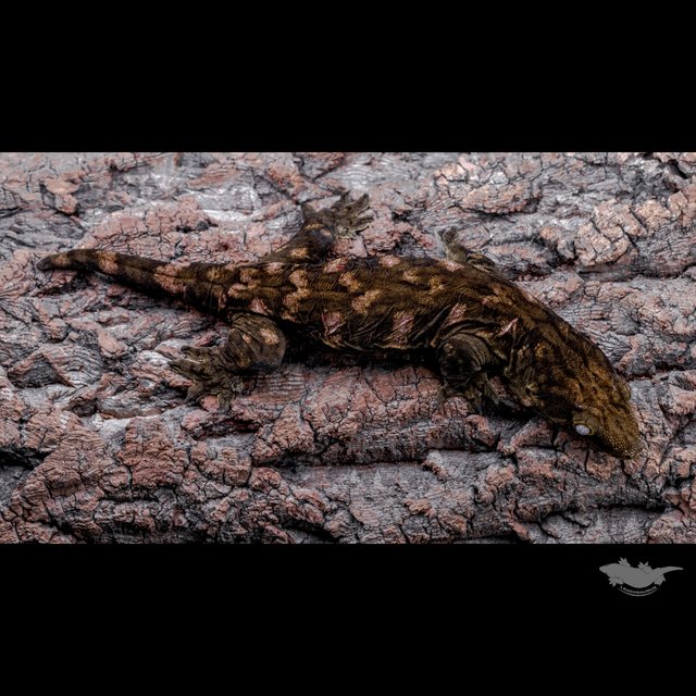 Melanistic Type A Darth maul