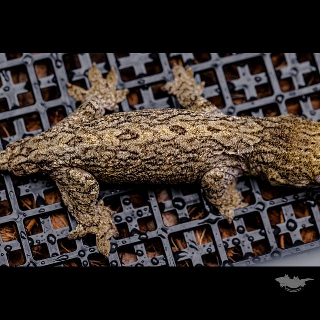 다크 GT 코기스 트로거 프리델