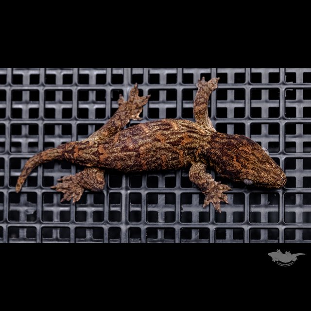 다스몰 헷 멜라니스틱