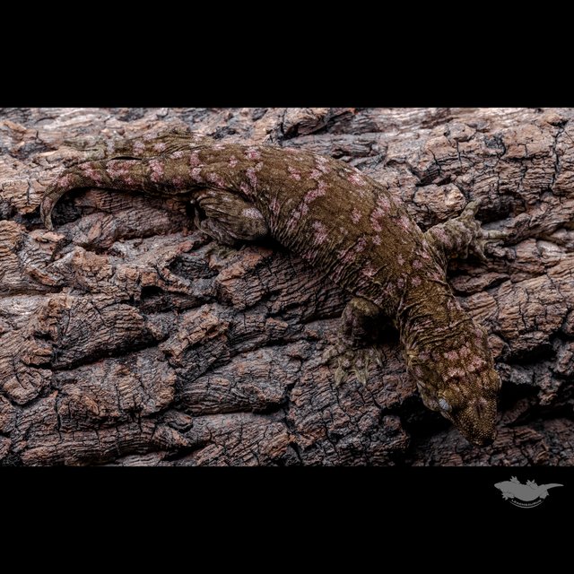 하이 컬러 누아나