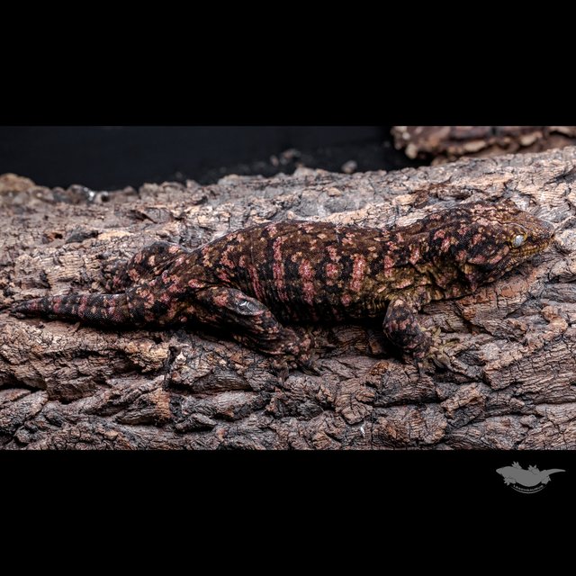 리핀리치스 카나와