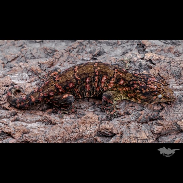 High color Het melanistic