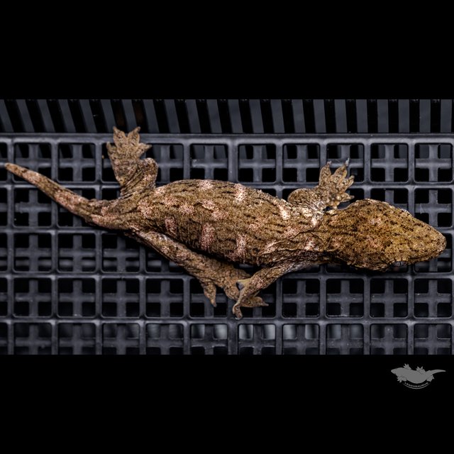 Brosse High color Canawa